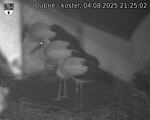 Capi_Dubne_20250804_212502.jpg