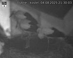 Capi_Dubne_20250804_213003.jpg