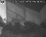 Capi_Dubne_20250804_214502.jpg