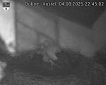 Capi_Dubne_20250804_224502.jpg