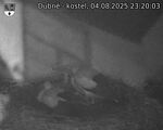 Capi_Dubne_20250804_232003.jpg