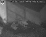 Capi_Dubne_20250804_233502.jpg