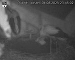 Capi_Dubne_20250804_234502.jpg