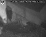 Capi_Dubne_20250805_000502.jpg