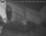 Capi_Dubne_20250805_001003.jpg