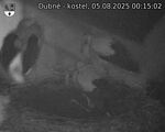 Capi_Dubne_20250805_001502.jpg