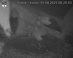 Capi_Dubne_20250805_002003.jpg