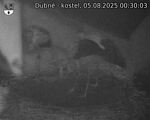 Capi_Dubne_20250805_003003.jpg
