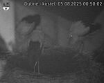 Capi_Dubne_20250805_005002.jpg