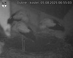 Capi_Dubne_20250805_005503.jpg