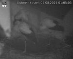 Capi_Dubne_20250805_010503.jpg