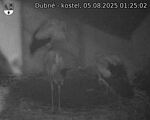 Capi_Dubne_20250805_012502.jpg
