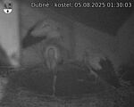 Capi_Dubne_20250805_013003.jpg