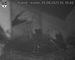 Capi_Dubne_20250805_013502.jpg