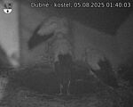 Capi_Dubne_20250805_014003.jpg