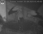 Capi_Dubne_20250805_014502.jpg