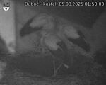 Capi_Dubne_20250805_015003.jpg