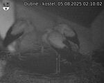 Capi_Dubne_20250805_021002.jpg