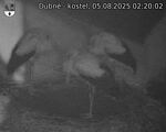 Capi_Dubne_20250805_022002.jpg