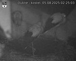 Capi_Dubne_20250805_022503.jpg