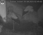 Capi_Dubne_20250805_024502.jpg