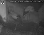 Capi_Dubne_20250805_025003.jpg