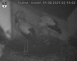 Capi_Dubne_20250805_025502.jpg
