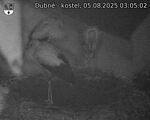 Capi_Dubne_20250805_030502.jpg