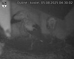 Capi_Dubne_20250805_043002.jpg