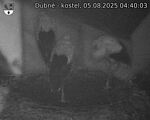 Capi_Dubne_20250805_044003.jpg