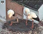 Capi_Dubne_20250805_053003.jpg
