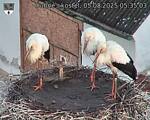 Capi_Dubne_20250805_053503.jpg