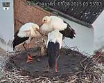 Capi_Dubne_20250805_055503.jpg