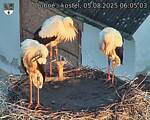 Capi_Dubne_20250805_060503.jpg