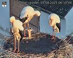 Capi_Dubne_20250805_061004.jpg