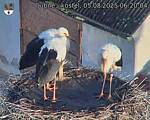 Capi_Dubne_20250805_062004.jpg