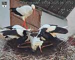 Capi_Dubne_20250805_063502.jpg