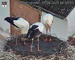 Capi_Dubne_20250805_064003.jpg