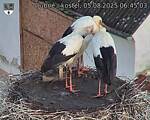 Capi_Dubne_20250805_064503.jpg