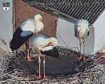 Capi_Dubne_20250805_071503.jpg