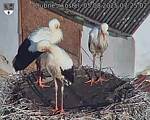 Capi_Dubne_20250805_072502.jpg
