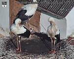 Capi_Dubne_20250805_075003.jpg