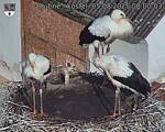 Capi_Dubne_20250805_080003.jpg