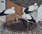 Capi_Dubne_20250805_080503.jpg