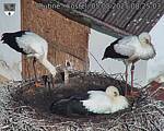 Capi_Dubne_20250805_082503.jpg