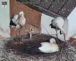 Capi_Dubne_20250805_083003.jpg