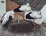 Capi_Dubne_20250805_084003.jpg