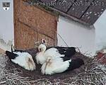 Capi_Dubne_20250805_085503.jpg
