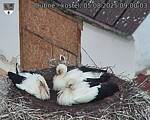 Capi_Dubne_20250805_090003.jpg