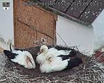 Capi_Dubne_20250805_090503.jpg